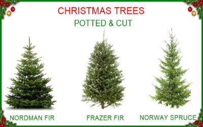 Christmas Trees 2022