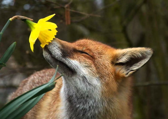 The Nursery Garden Centre Fox Sniffing a Daffodil