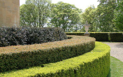 British Native Hedging Available Now