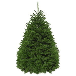 The Nursery Garden Centre Norway Spruce
