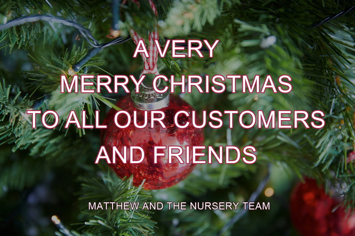 Nursery Christmas Wishes