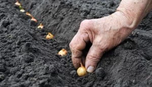 The Nursery Garden Centre Spring Onion Planting