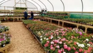The Nursery Garden Centre New Poly Tunnel