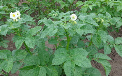 Growing Amazing Potatoes