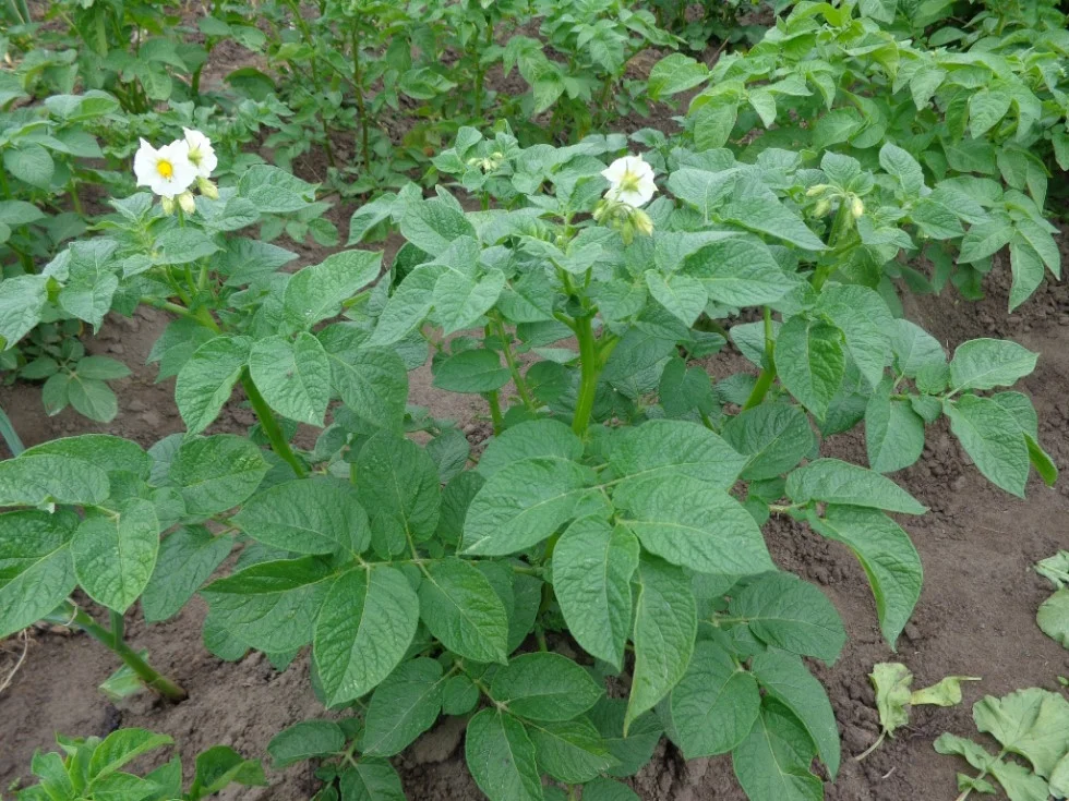 Potatoe Plant 980W Change Alt Text to reflect image
