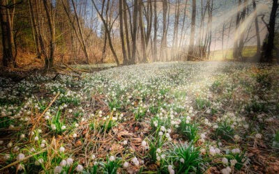 Winter Pruning in your garden