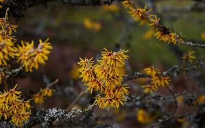 Fantastic range of Witch Hazels in-stock