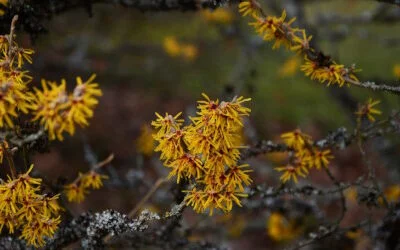 Fantastic range of Witch Hazels in-stock
