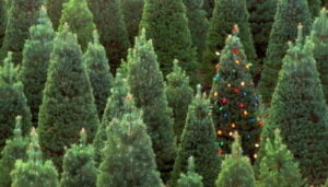 The Nursery Garden Centre Xmas Trees