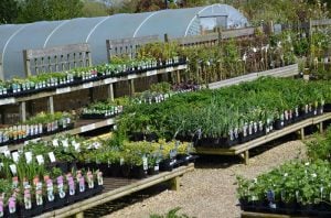 The Nursery Garden Centre Overview Image
