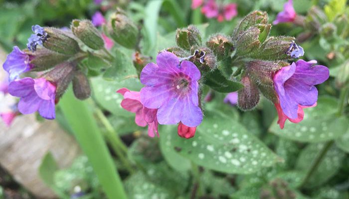 pulmonaria-700x400