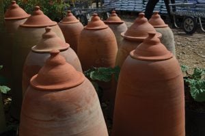 The Nursery Garden Centre Rhubarb Pots